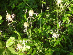 Monarda russeliana