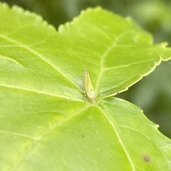 Graphocephala versuta