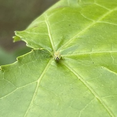 Graphocephala versuta