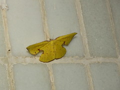 Corymica spatiosa
