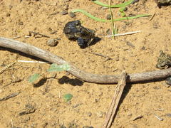 Canthon pilularius