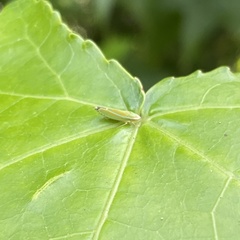 Graphocephala versuta