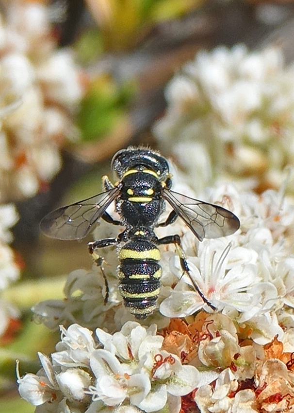 Cerceris convergens