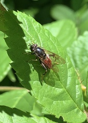 Chalcosyrphus libo