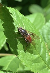 Chalcosyrphus libo