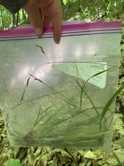 Melica smithii