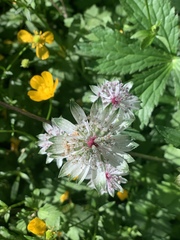 Astrantia major