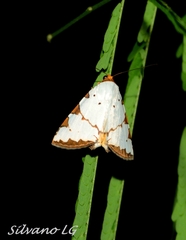 Eulepidotis testaceiceps
