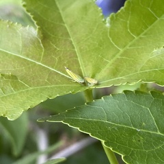 Graphocephala versuta