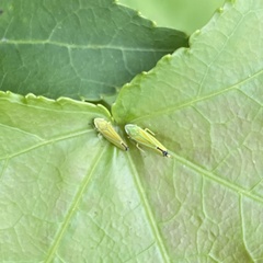 Graphocephala versuta