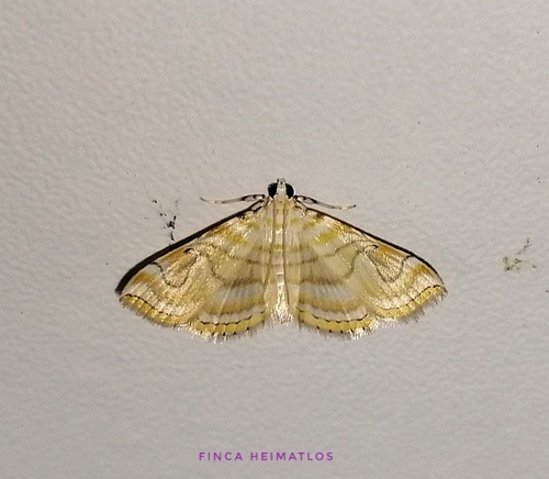 Neurophyseta completalis