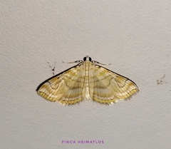 Neurophyseta completalis