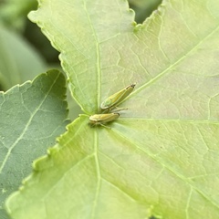 Graphocephala versuta