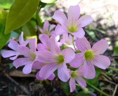 Ionoxalis
