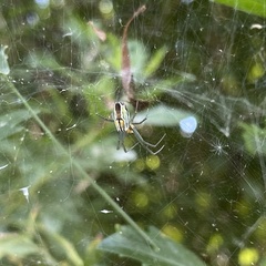 Mecynogea lemniscata