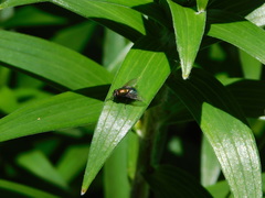 Lilium lancifolium