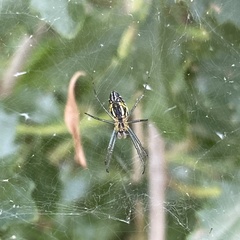 Mecynogea lemniscata