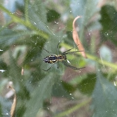 Mecynogea lemniscata