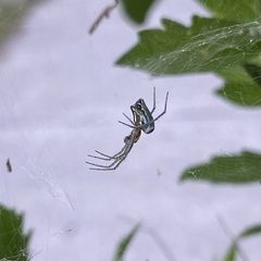 Mecynogea lemniscata