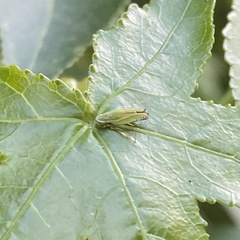 Graphocephala versuta