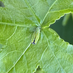 Graphocephala versuta