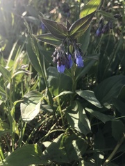 Mertensia paniculata paniculata