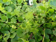 Ranunculus parviflorus