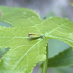 Graphocephala versuta