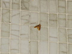 Euproctis quadrangularis