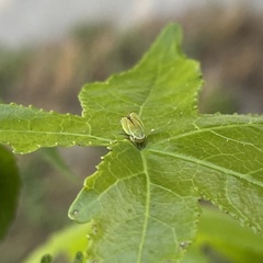 Graphocephala versuta