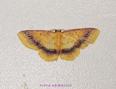 Eois fasciata