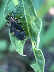 Odontota scapularis