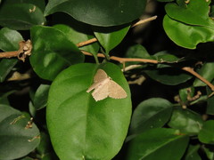 Hemithea tritonaria