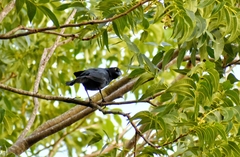 Quiscalus mexicanus