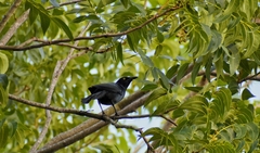 Quiscalus mexicanus