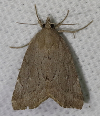Cutina albopunctella
