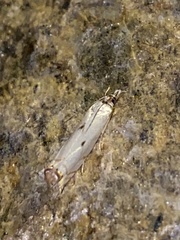 Microcrambus biguttellus