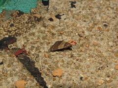 Hydrillodes lentalis