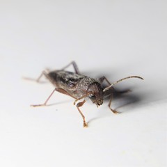 Xylotrechus sagittatus