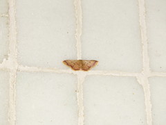 Idaea impexa