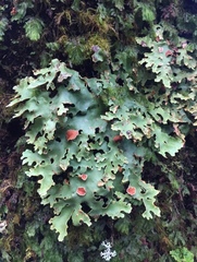 Pseudocyphellaria homoeophylla