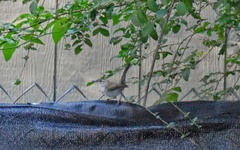 Thryomanes bewickii