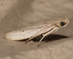 Gonioterma mistrella