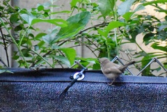 Thryomanes bewickii