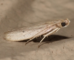 Gonioterma mistrella