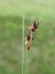 Juncus arcticus