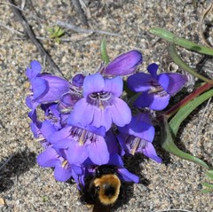 Penstemon gormanii
