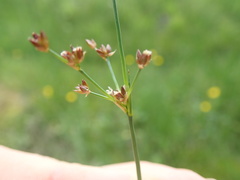 Juncus arcticus