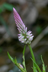Celosia spicata