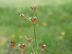 Juncus arcticus